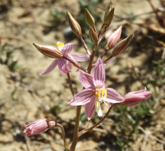 Cyanella lutea rosea