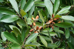 Lithocarpus edulis