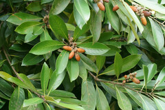 Lithocarpus edulis