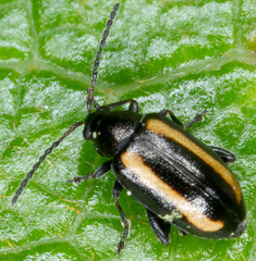 Phyllotreta