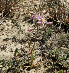 Cyanella lutea rosea