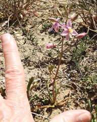 Cyanella lutea rosea