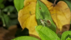 Euceraphis
