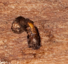 Pityogenes chalcographus