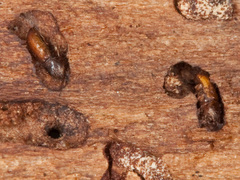 Pityogenes chalcographus