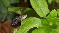 Euceraphis