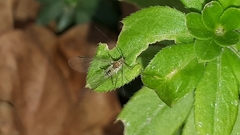 Euceraphis