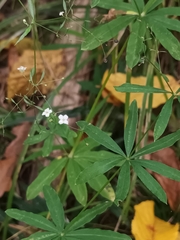 Galium sylvaticum