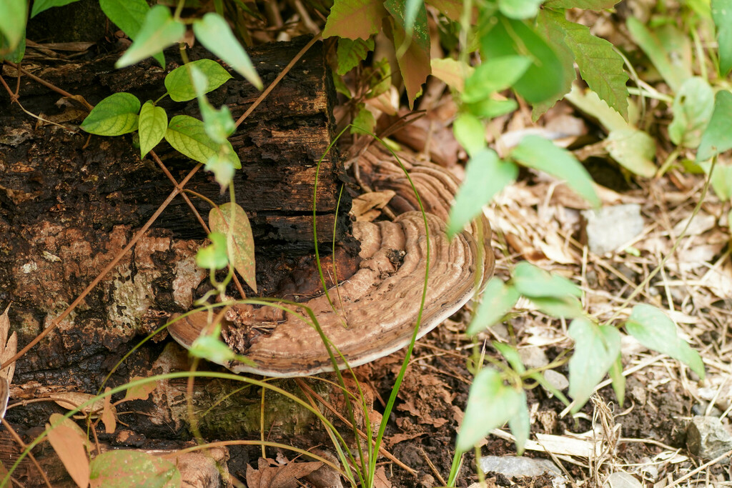 Ganoderma applanatum · October 2022 · photo: © tbc_watanabe (iNaturalist, cc-by)