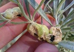 Asphondylia atriplicis