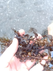 Sargassum sinclairii