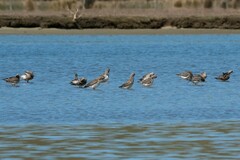Limosa lapponica baueri