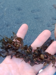 Sargassum sinclairii