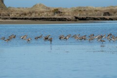 Limosa lapponica baueri