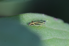 Sibovia sagata