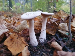 Infundibulicybe geotropa