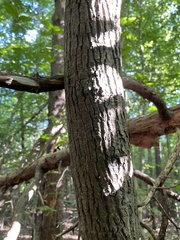 Liriodendron tulipifera