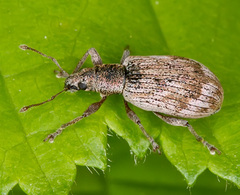 Polydrusus tereticollis