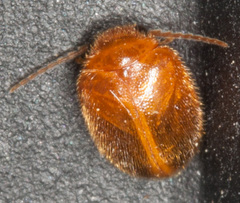 Prionocyphon serricornis