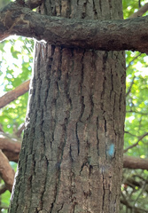 Liriodendron tulipifera