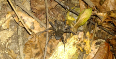 Tigrosa georgicola