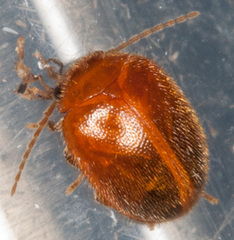 Prionocyphon serricornis