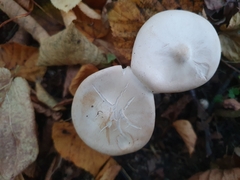 Infundibulicybe geotropa
