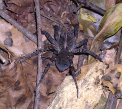 Tigrosa georgicola