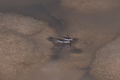 Limnogonus luctuosus