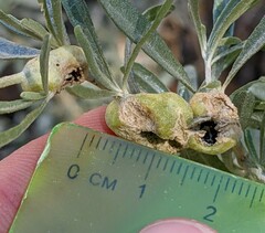 Asphondylia atriplicis