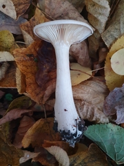 Infundibulicybe geotropa