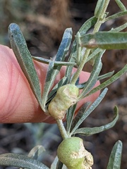 Asphondylia atriplicis