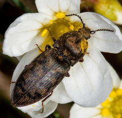 Prosternon tessellatum