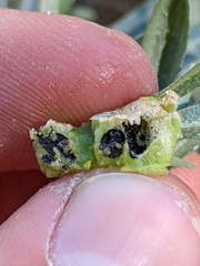 Asphondylia atriplicis