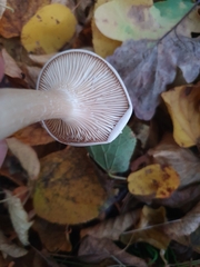Infundibulicybe geotropa
