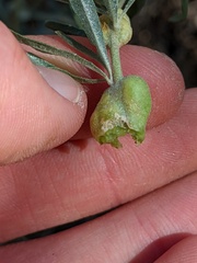 Asphondylia atriplicis