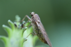 Chiromyzinae