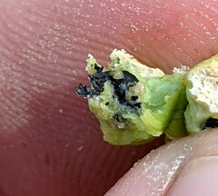 Asphondylia atriplicis