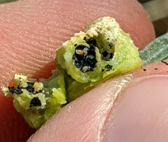 Asphondylia atriplicis