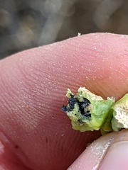 Asphondylia atriplicis