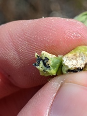 Asphondylia atriplicis