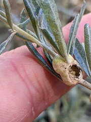 Asphondylia atriplicis