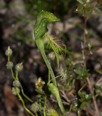 Pterostylis plumosa