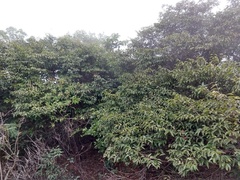 Syzygium cumini