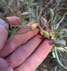 Asphondylia atriplicis