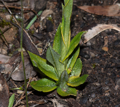 Pterostylis plumosa