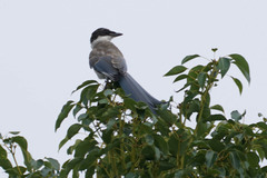 Cyanopica cyanus