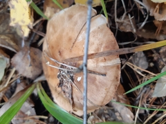 Armillaria borealis