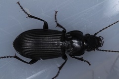 Pterostichus melanarius