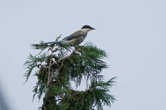 Cyanopica cyanus